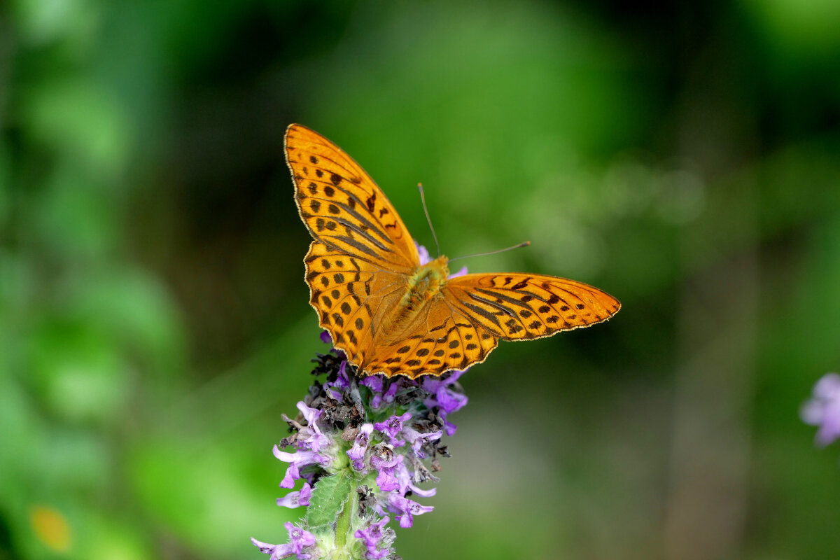 из вчерашней съёмки 3 - Александр Прокудин