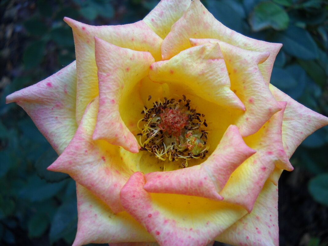 Роза - Victoria Роза - Victoria