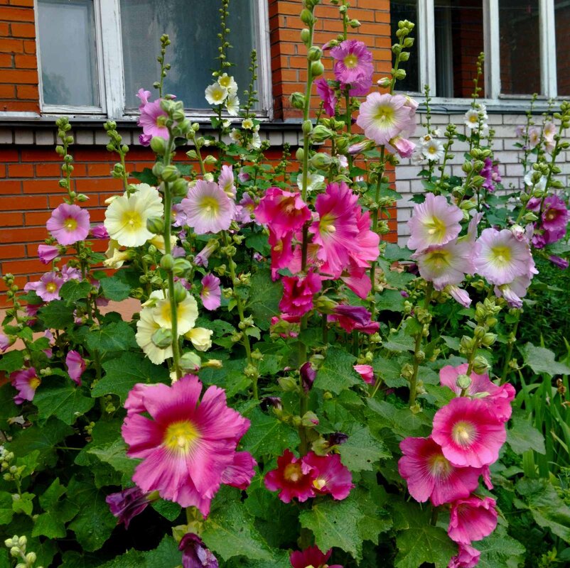 Летние краски - Галина Бобкина