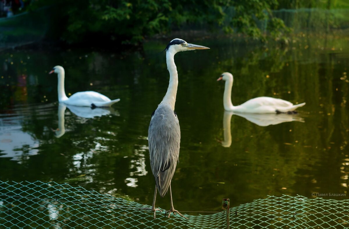 Серая цапля в парке - Pavel Blashkin