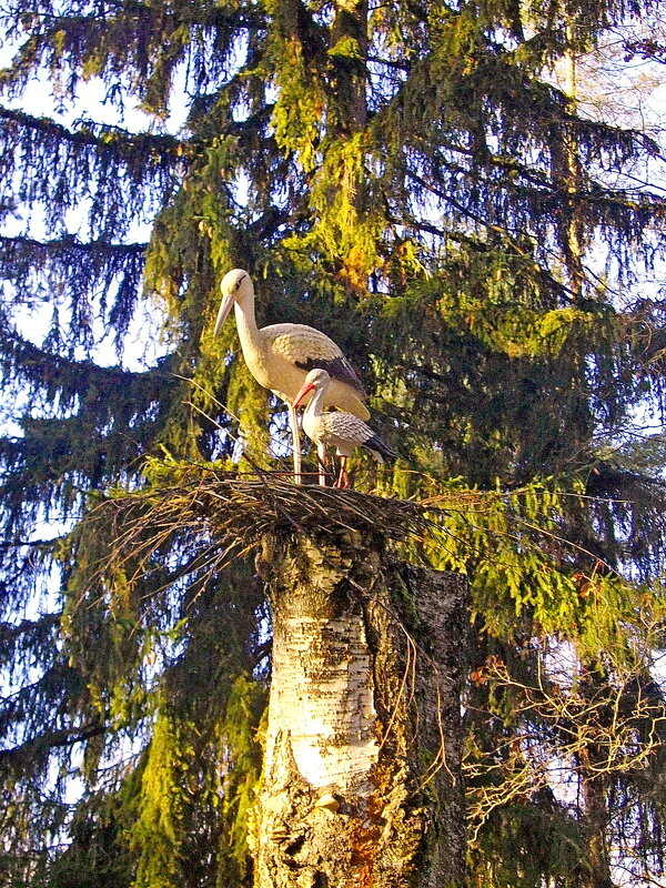 Как живые. - VasiLina *