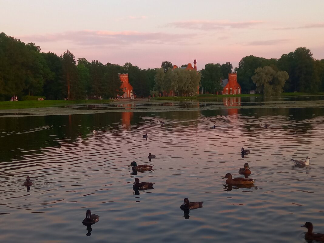 Утки - Сапсан 