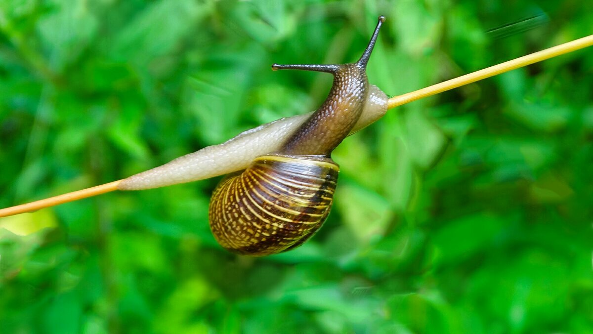 Из жизни улиток. - Милешкин Владимир Алексеевич 