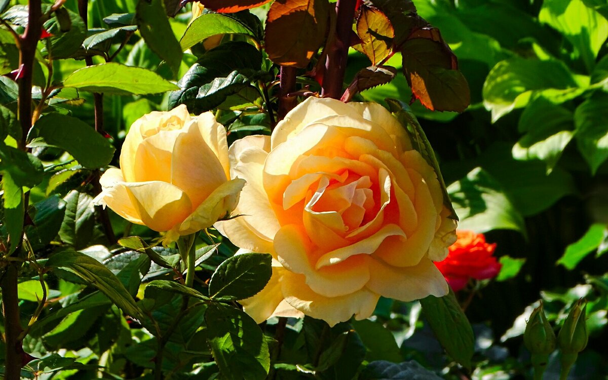 Солнечные розы. - Милешкин Владимир Алексеевич Солнечные розы. - Милешкин Владимир Алексеевич