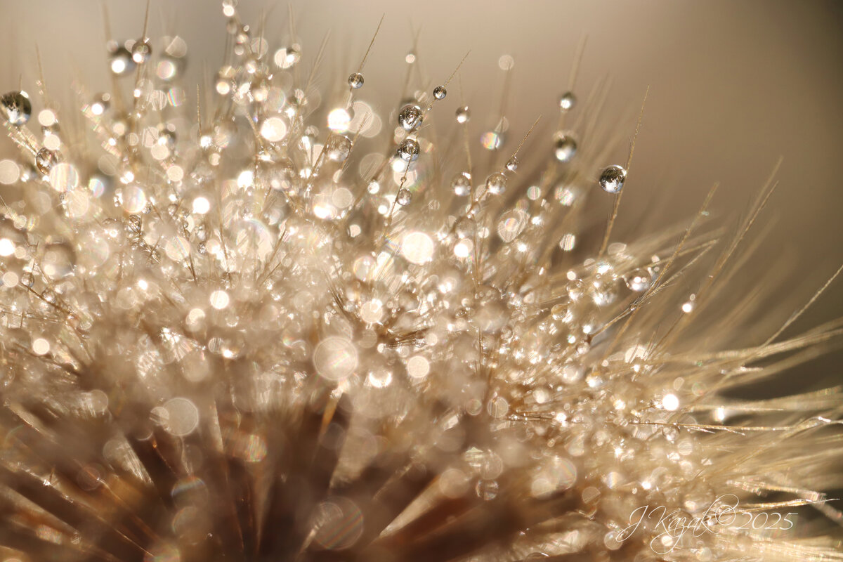 *** - Елена Kазак (selena1965)