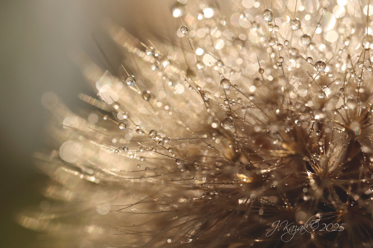 *** - Елена Kазак (selena1965)