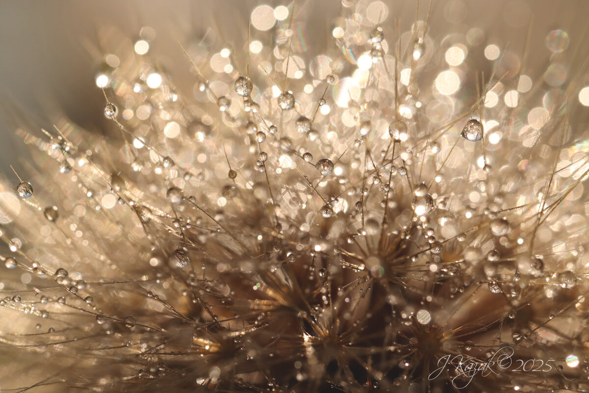 *** - Елена Kазак (selena1965)