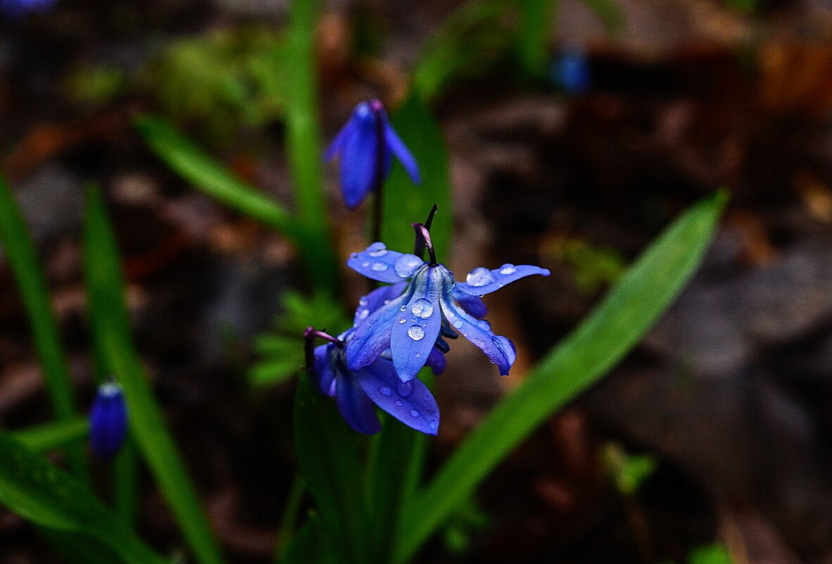 пролеска... - Александр Герасенков