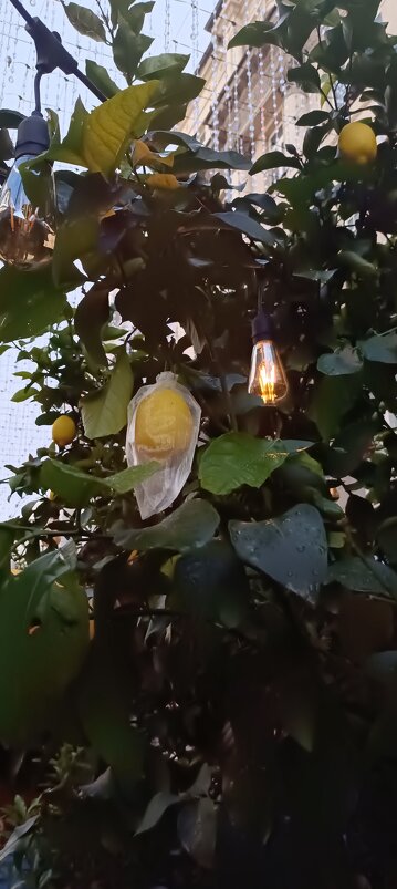 лимончики в упаковке) - Галина R... лимончики в упаковке) - Галина R...