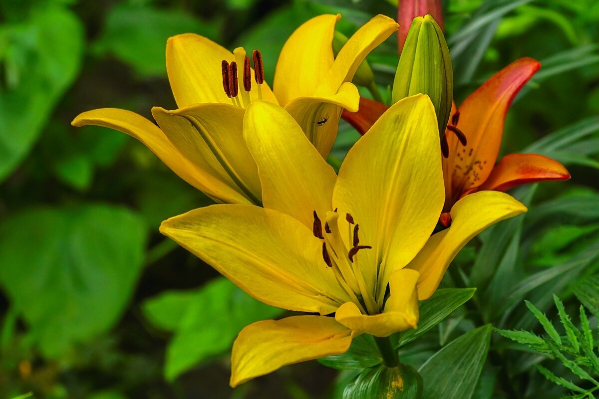 Лилии - Игорь Сикорский