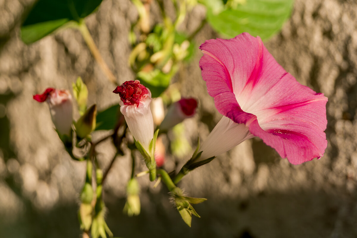 Ипомея - Игорь Сикорский Ипомея - Игорь Сикорский