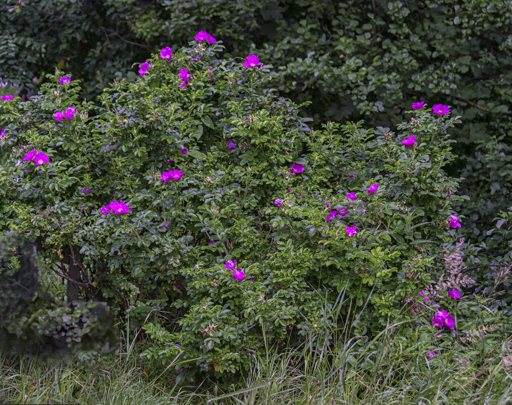 Куст шиповника в лесу - Сергей Цветков