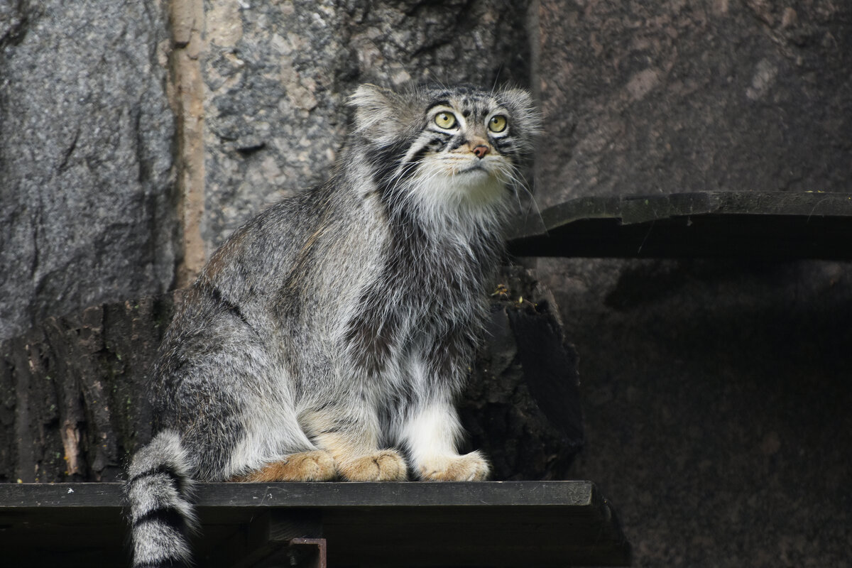 Московский Зоопарк. Манул. - Наташа *****