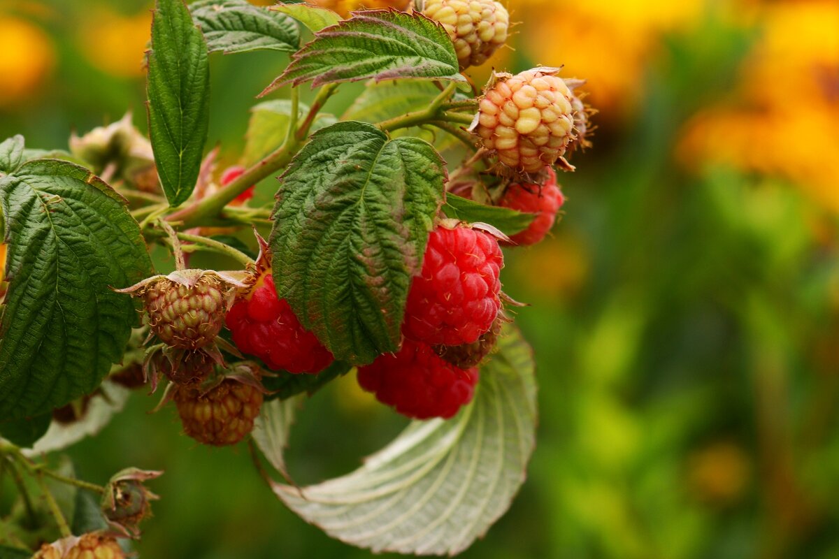 Малина - Юрий. Шмаков