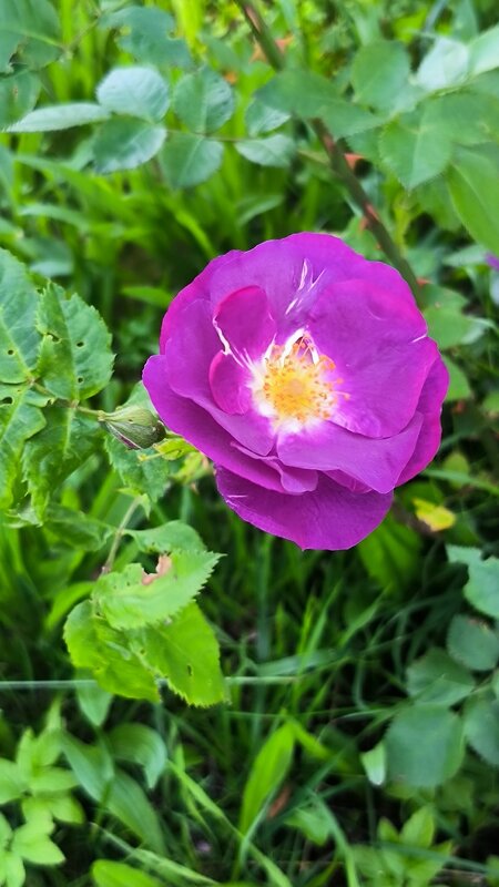 Яркие краски июля. - Ольга 