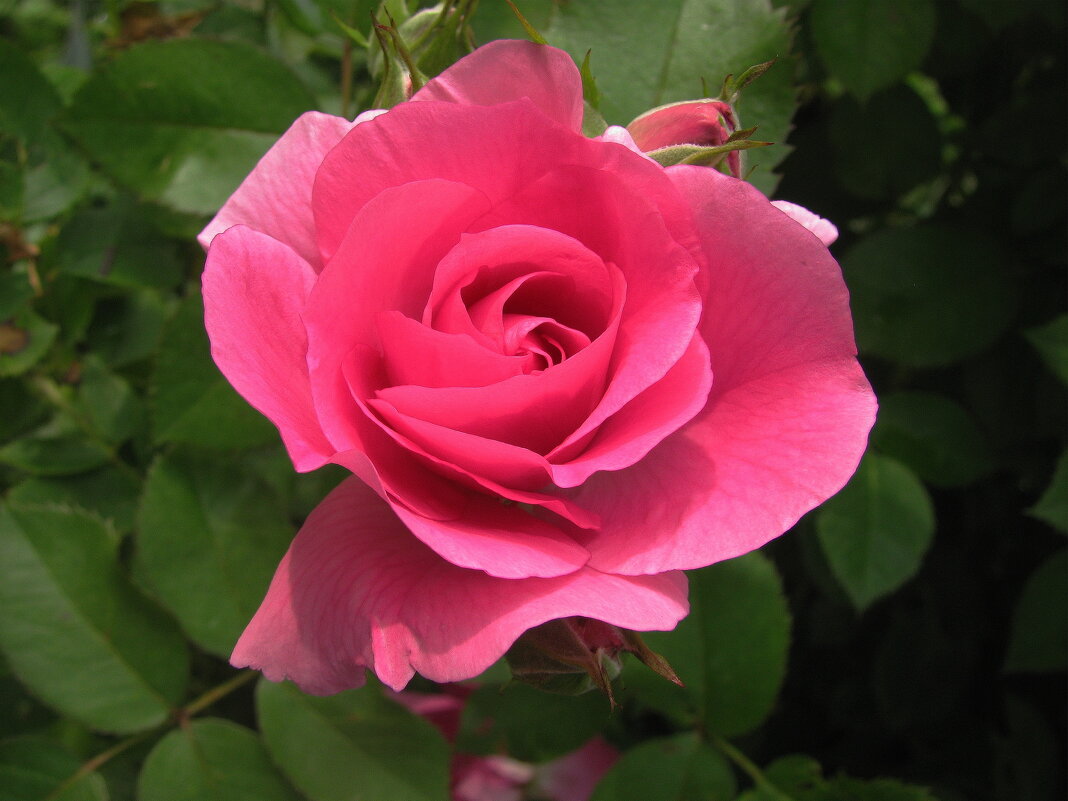 Красавица - Людмила Смородинская Красавица - Людмила Смородинская