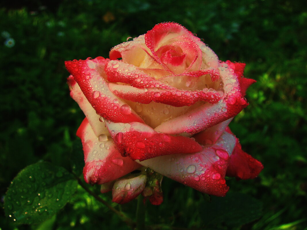 Красотка после дождя - Людмила Смородинская