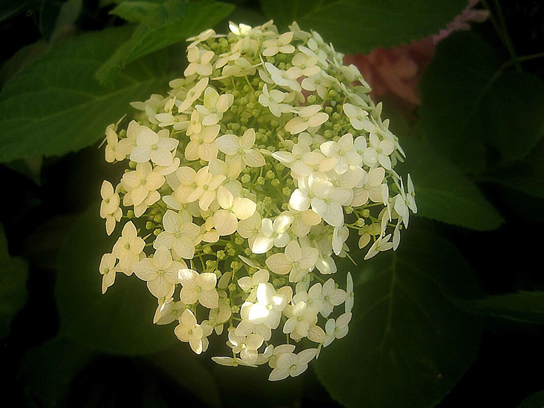 ***** - Елена Семигина ***** - Елена Семигина