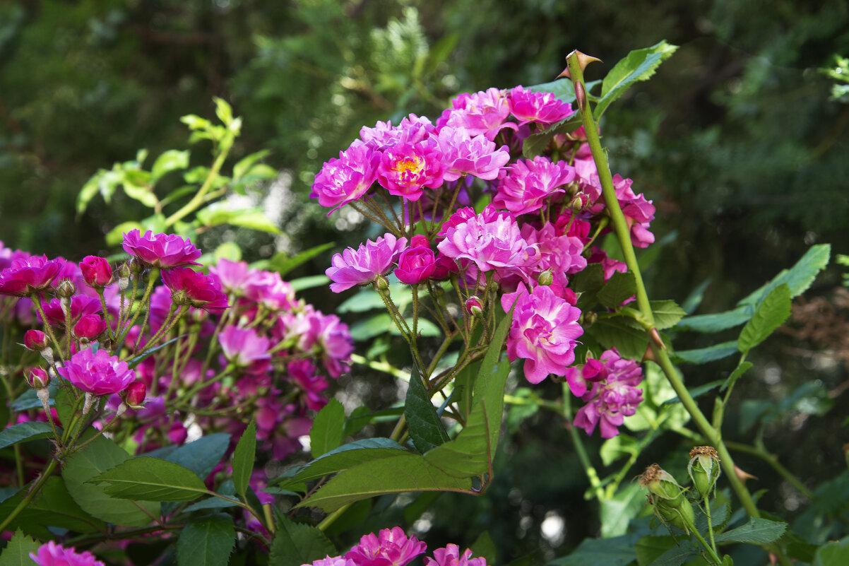 Розы - Анатолий Чикчирный