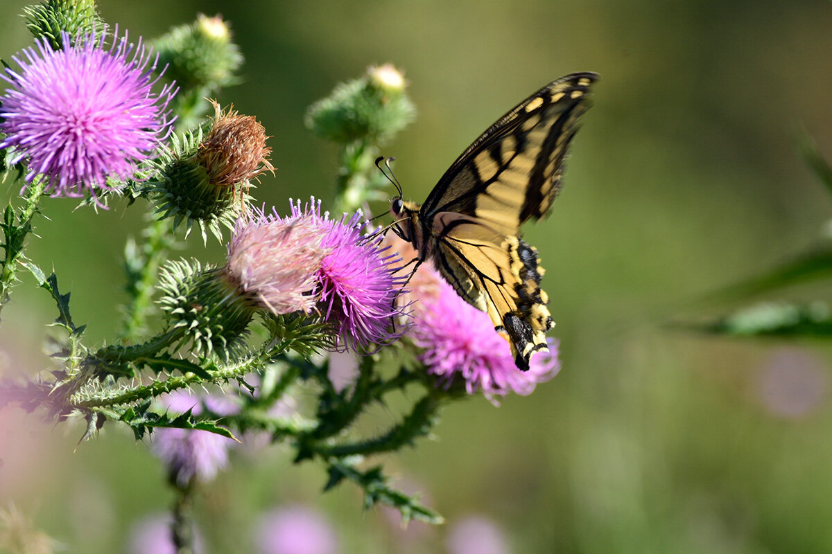 Махаон - Геннадий Супрун Махаон - Геннадий Супрун