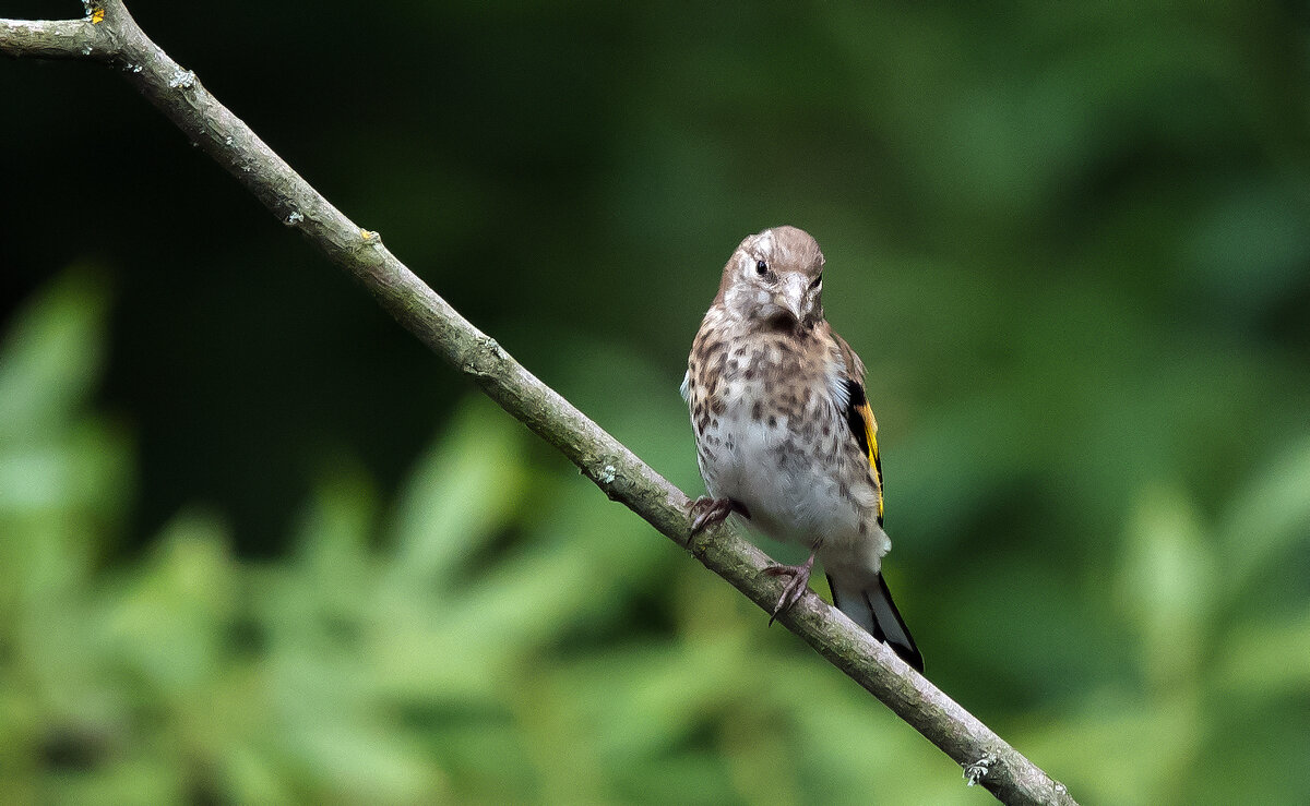 Молодой щегол. - Владимир Безбородов