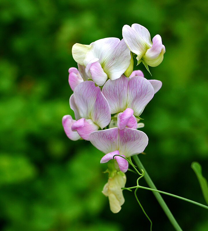 Душистый горошек - Светлана 