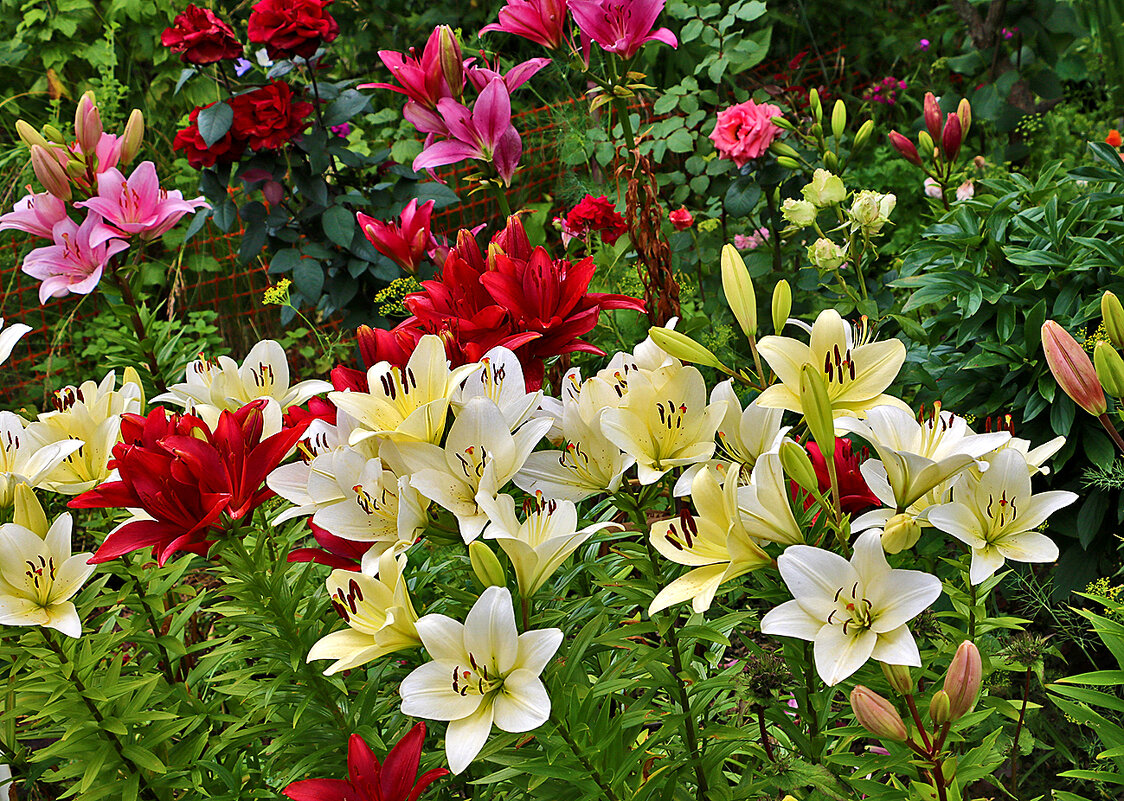 Разноцветная июльская красота у дома - Светлана 