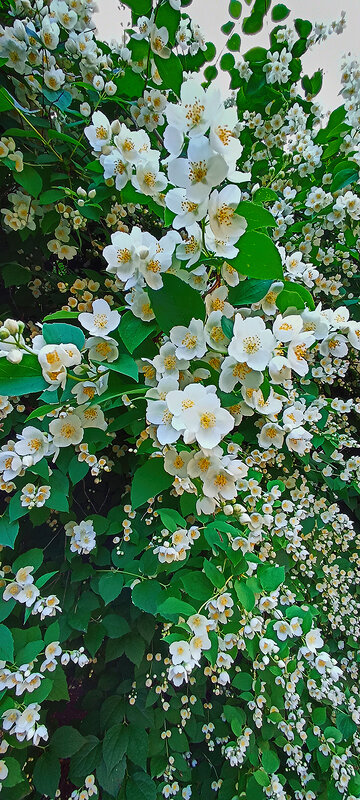 Цветёт жасмин. - Лилия * Цветёт жасмин. - Лилия *