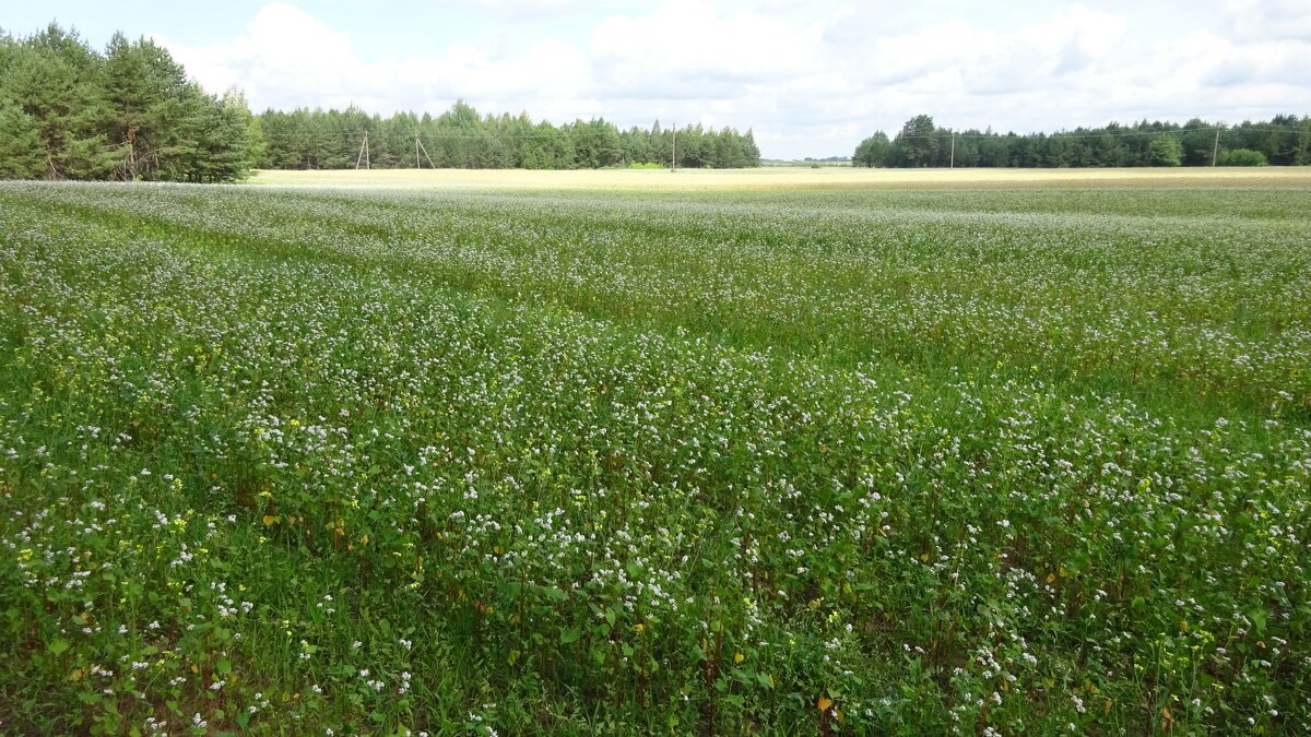 Я тогда по полю... - rimgis 