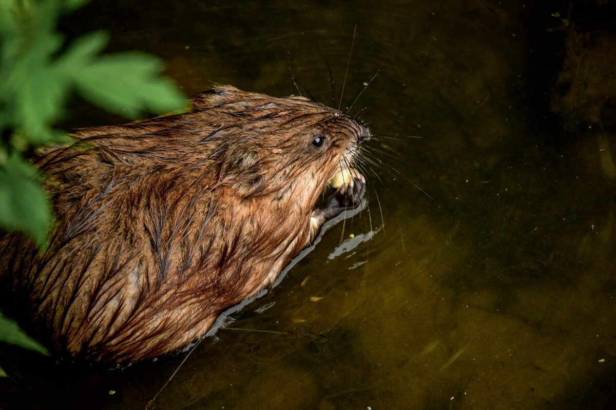 Перекус у Ондатры. - Зинаида Манушкина