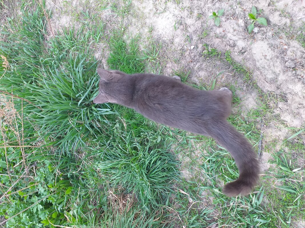 я пошёл, держите за хвост... - Галина Флора я пошёл, держите за хвост... - Галина Флора