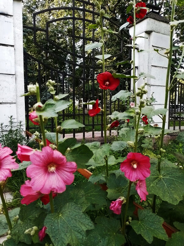 *** - Валентина Береснева *** - Валентина Береснева