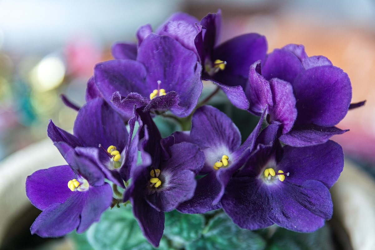 *** - Виктор Иванович Чернюк