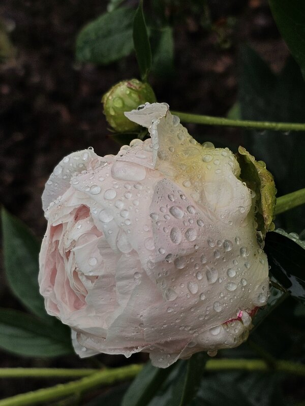 Розовые слезы. - Галина Левина