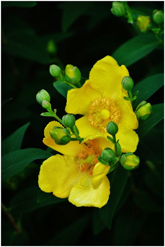 ЭТЮД... - Elvira E. 