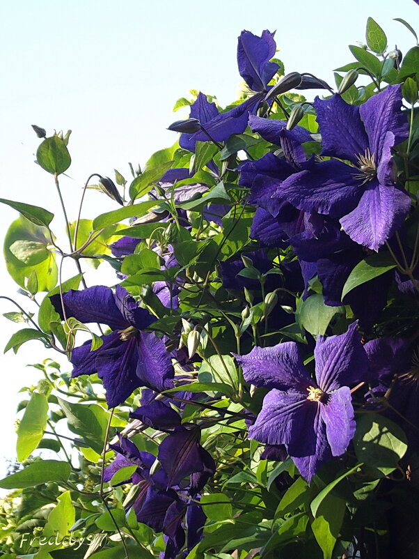 Клематис - Freddy 97