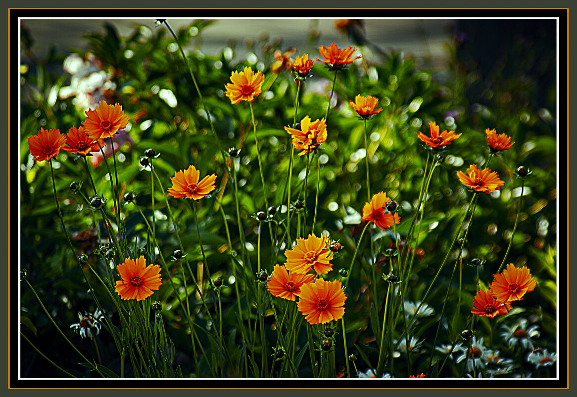 Цветут цветы - Владимир Кроливец