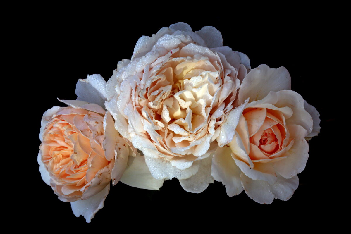 15 июля - Михаил Бибичков