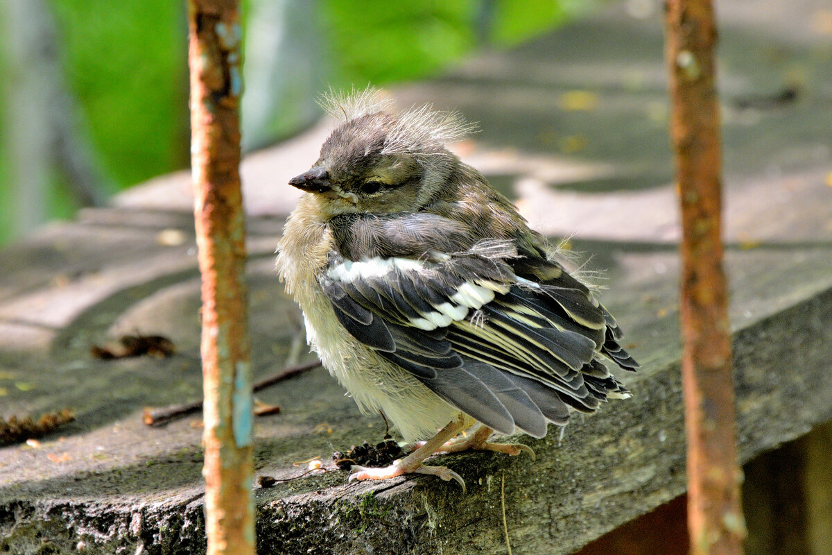 Юный зяблик. - Александр Зуев