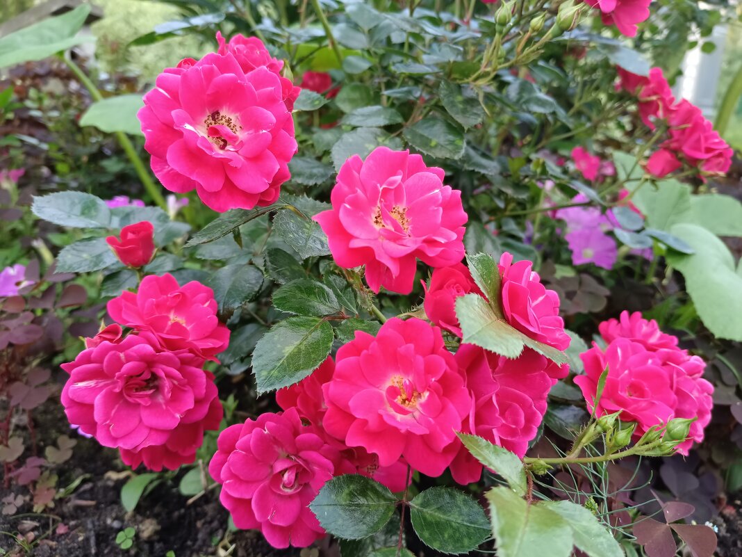 Городские цветы - Мария Васильева