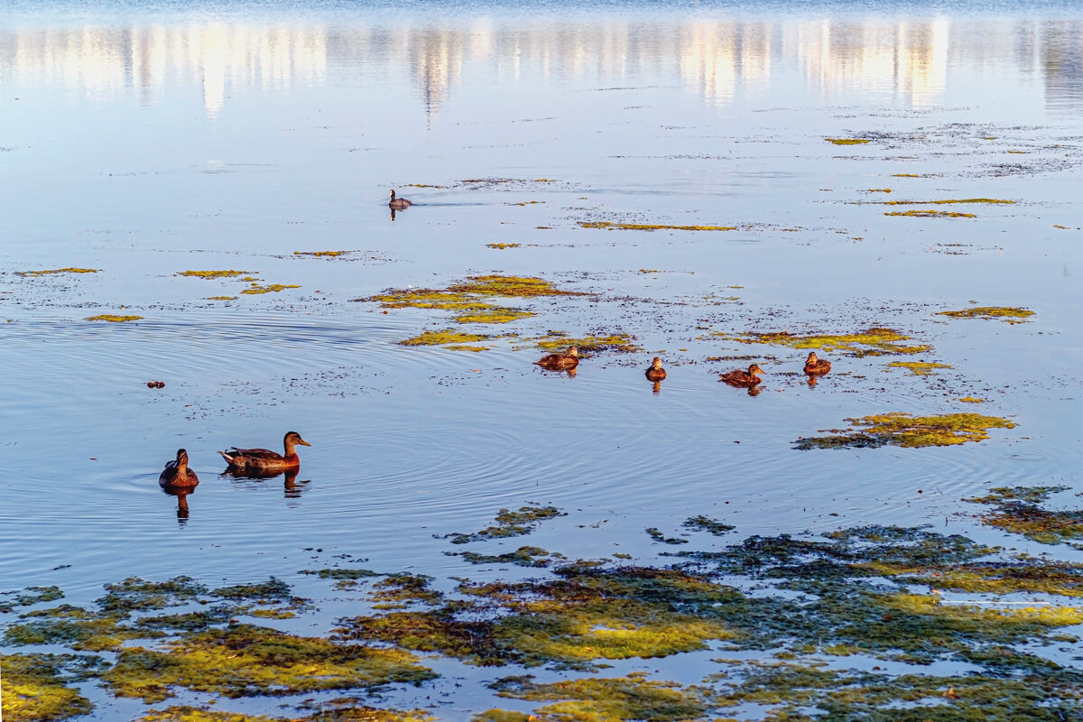 Утки на водохранилище - Юрий Стародубцев