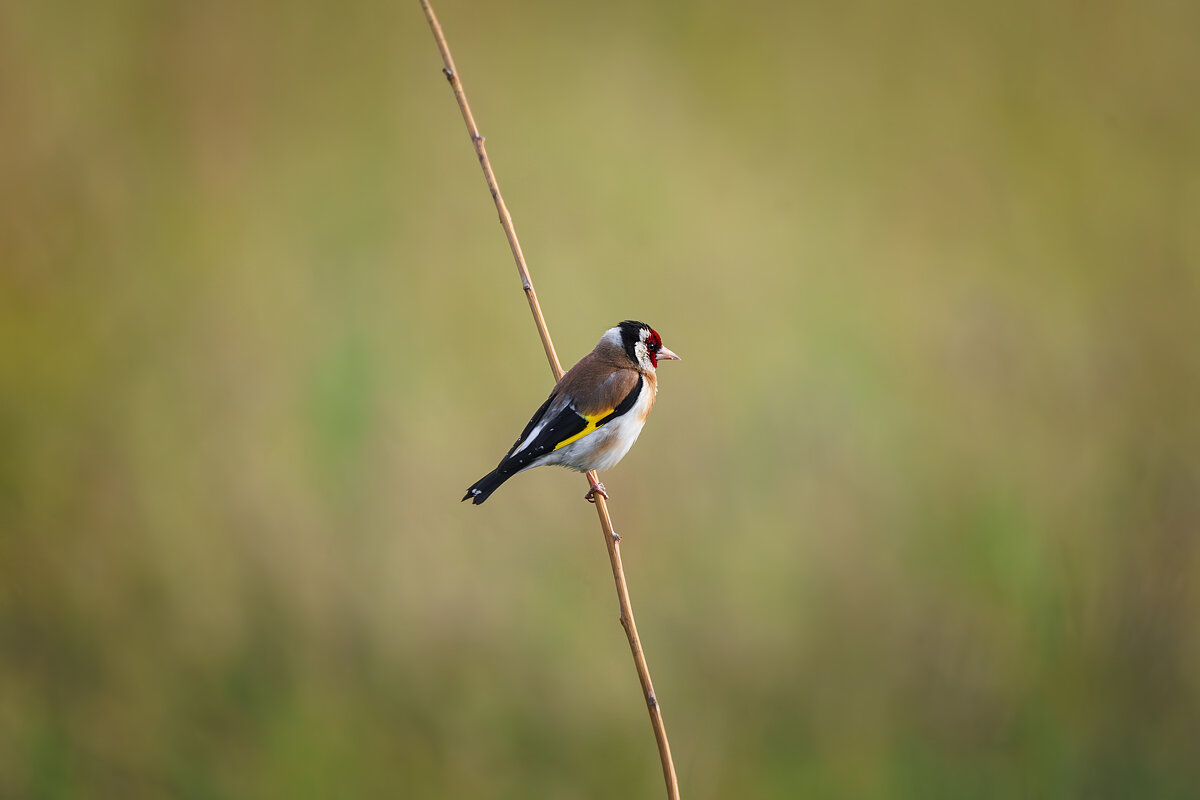 Щегол - Alex Bush