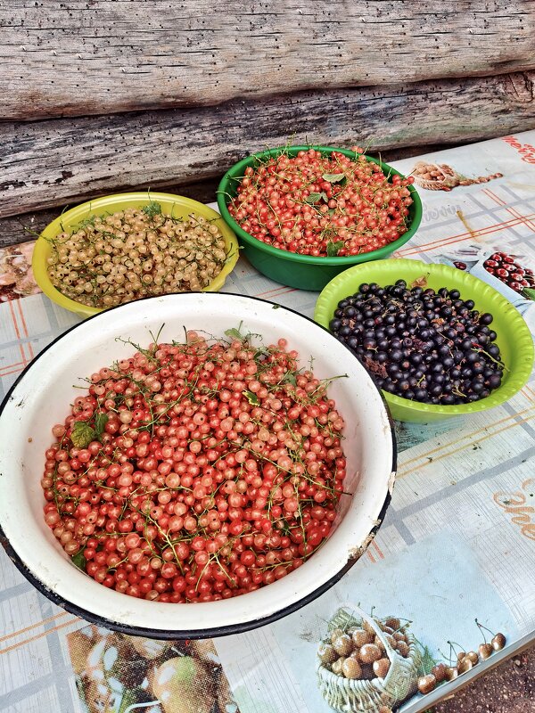Ягоды из своего сада - Валерий Судачок