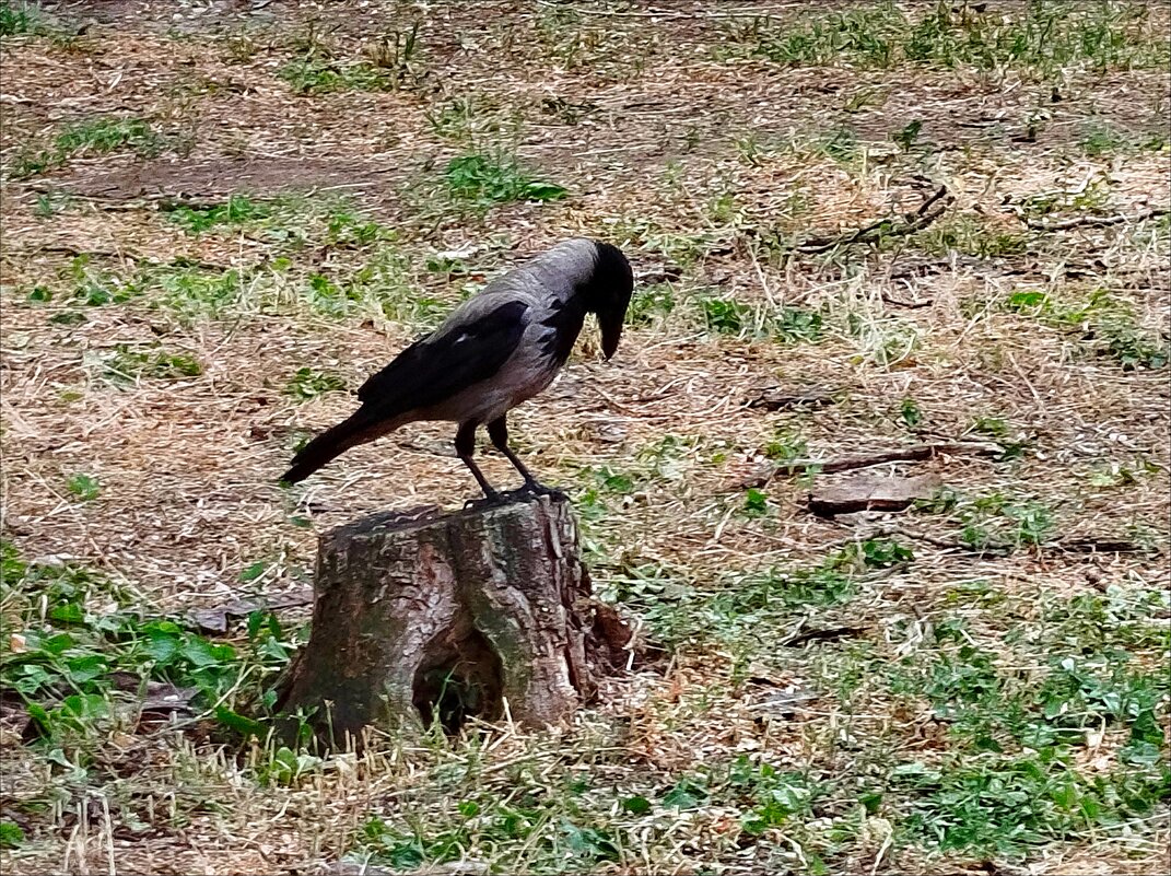 О чём задумалась, красавица? - Надежда 