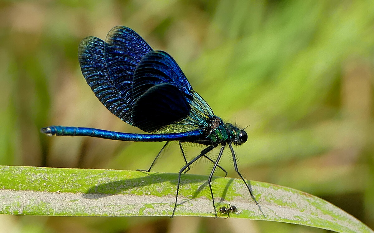 Сегодня на балу красоток 2 - Александр Прокудин Сегодня на балу красоток 2 - Александр Прокудин