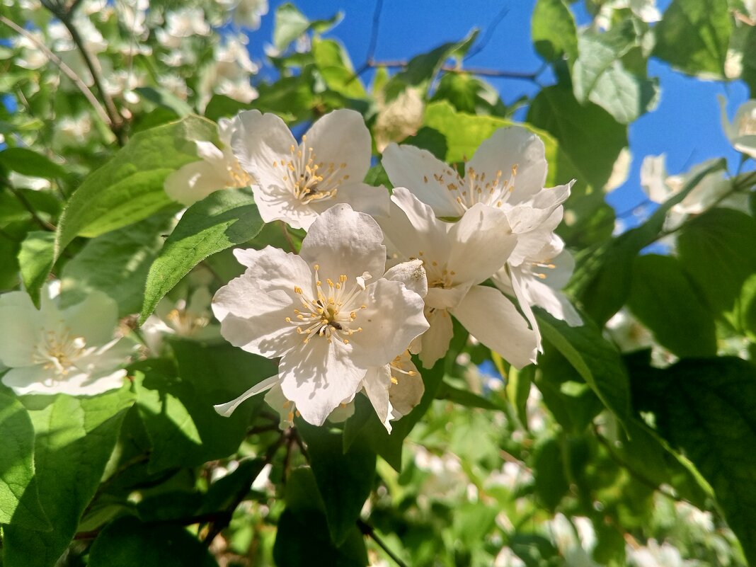 Чубушник - Сапсан 