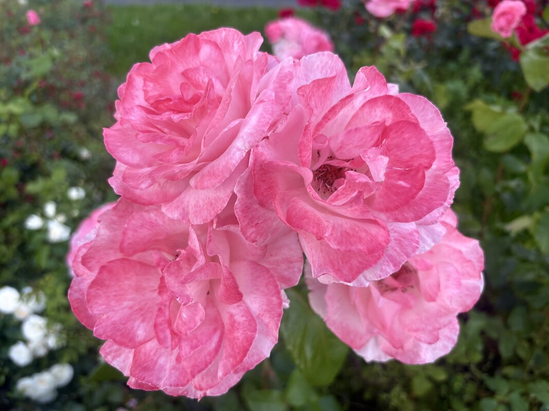 Красота роскошного цветка ... - Наталия Павлова Красота роскошного цветка ... - Наталия Павлова