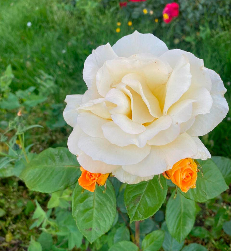 Благоухает нежно роза... - Наталия Павлова