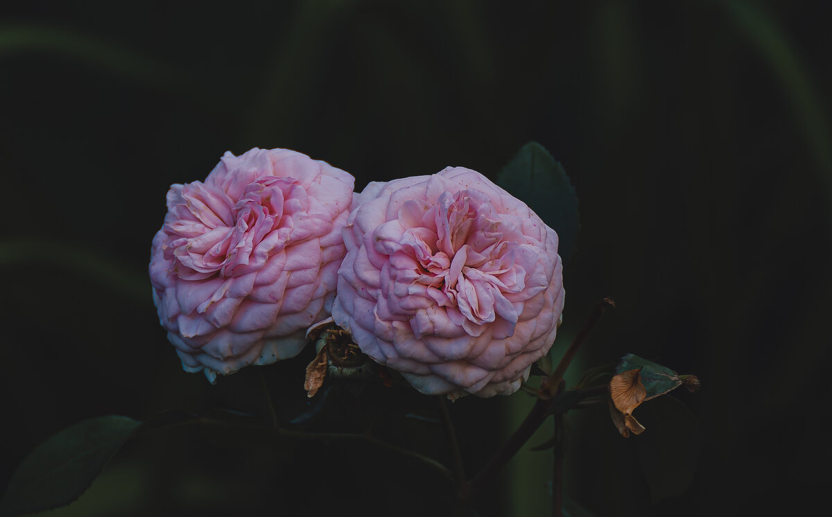 Шикарные розовые розы. - Вадим Басов