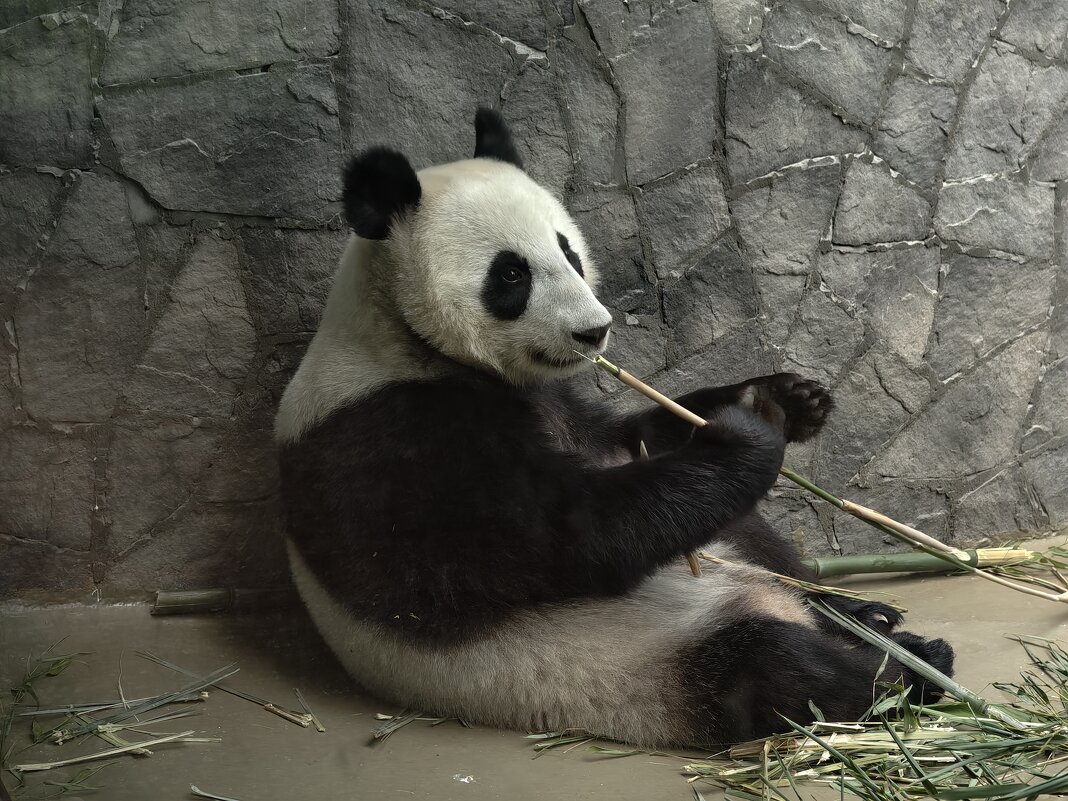 Панда Катюша - <<< Наташа >>>